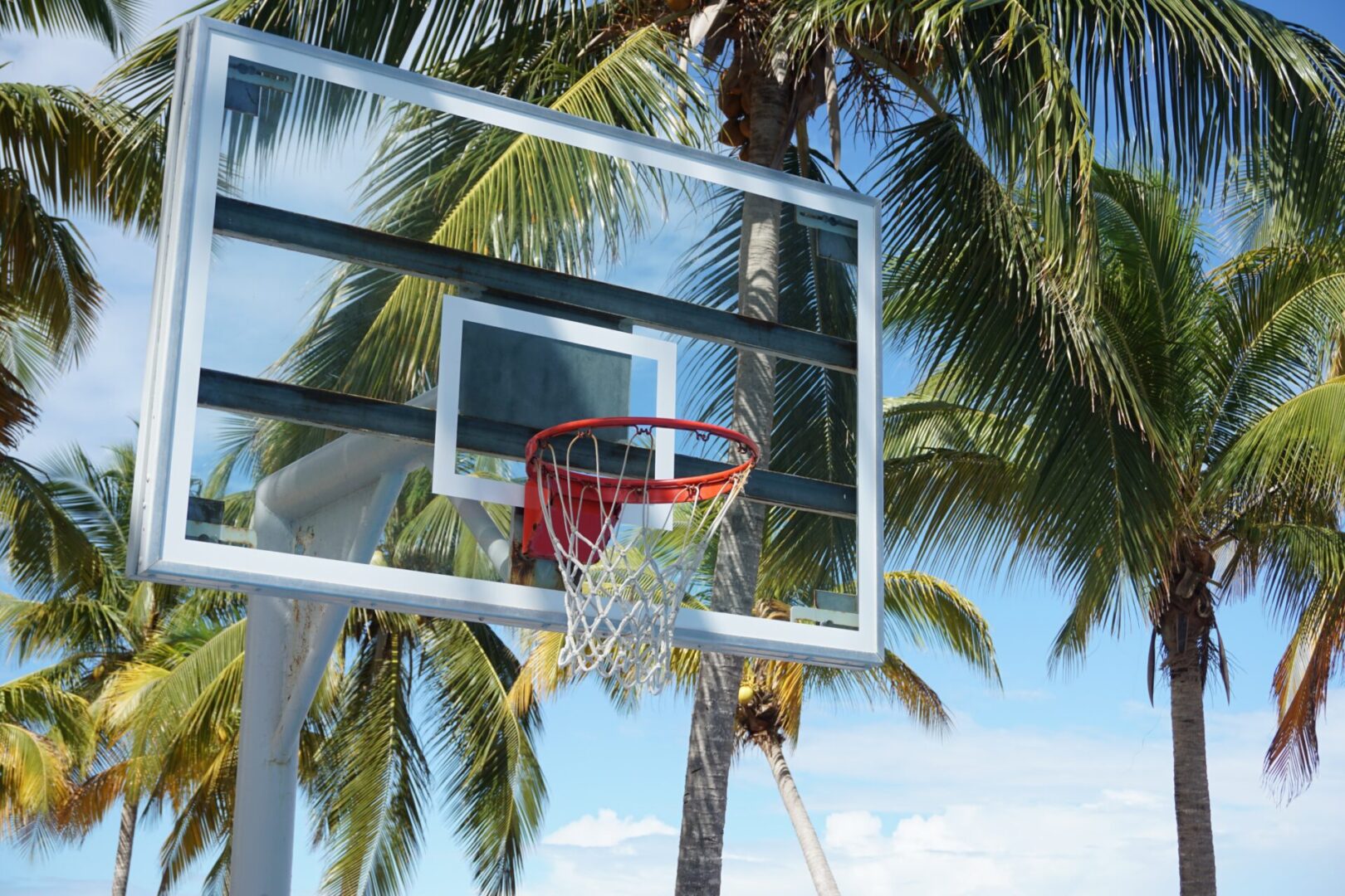 A basketball hoop in the middle of a palm tree.